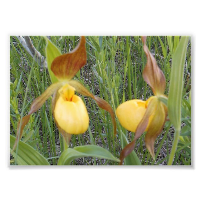 Impresión fotográfica 7x5 (Frente)