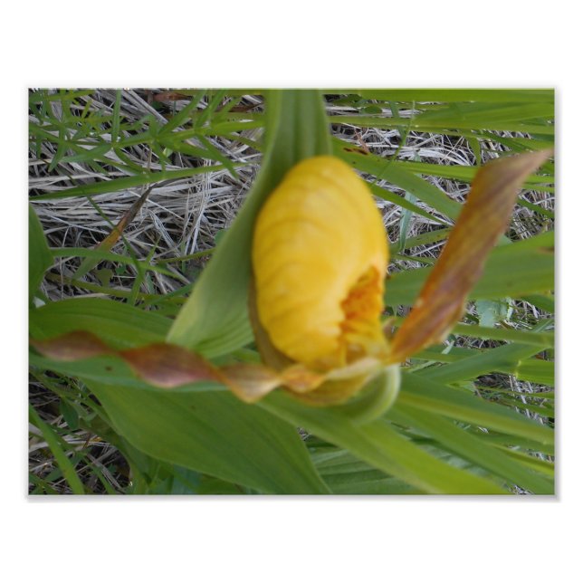 Impresión fotográfica 8.5x11 (Frente)