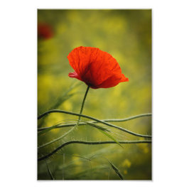 Impresión fotográfica Amapola Floral Fotografía de