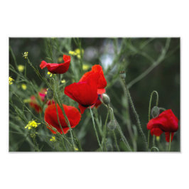 Impresión fotográfica Amapolas en campo