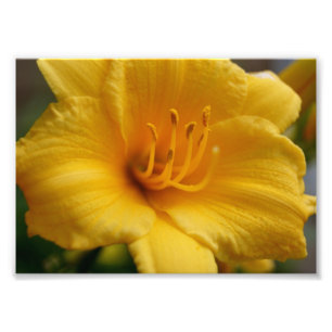 Impresión fotográfica amarilla 5x7 de Elegent