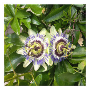 Impresión fotográfica botánica de flor de pasión p