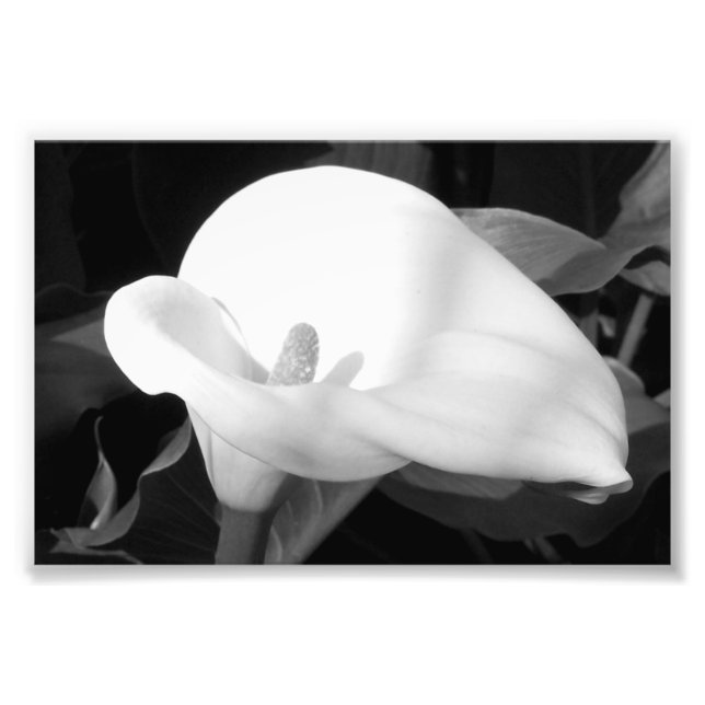 Impresión fotográfica Cala Lily (Frente)