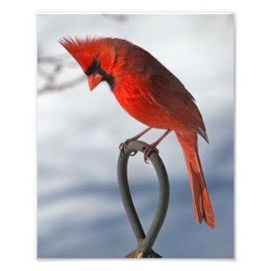 Impresión fotográfica cardinal