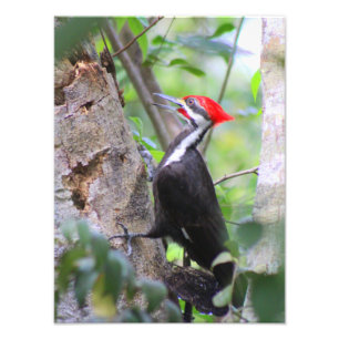Impresión fotográfica carpintero apilada