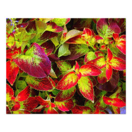 Impresión fotográfica 'Coleus Colorido'