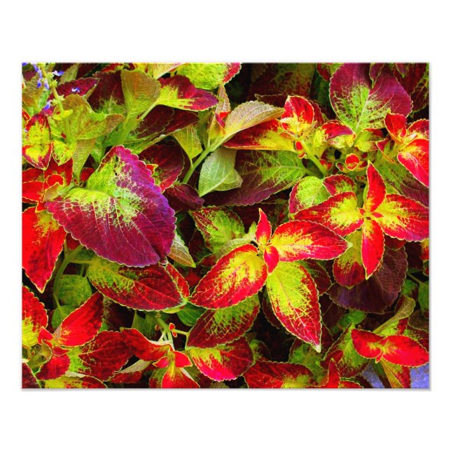 Impresión fotográfica 'Coleus Colorido' (Frente)