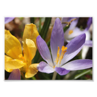 Impresión fotográfica Crocus 5x7
