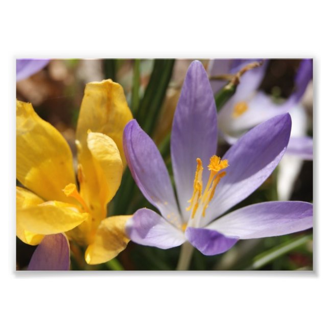 Impresión fotográfica Crocus 5x7 (Frente)