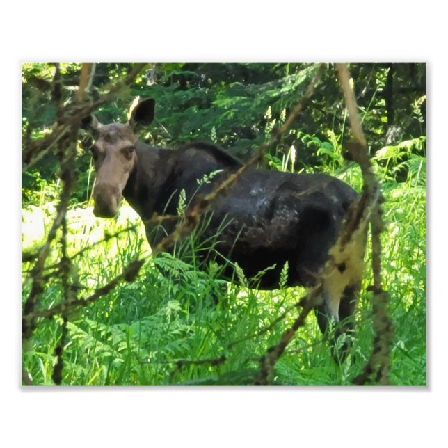 Impresión fotográfica de 10"x8" || Almuerzo de alc (Frente)