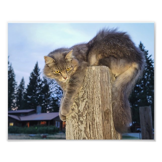 Impresión fotográfica de 10"x8" || Gato católico (Frente)