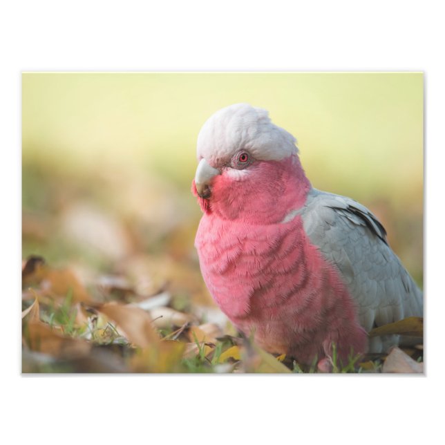 Impresión fotográfica de 12x16" de la Galah otoñal (Frente)
