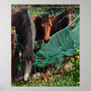 Impresión fotográfica de 20x24 Tres caballos Ching
