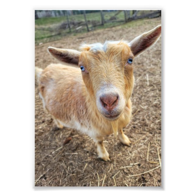 Impresión fotográfica de 5"x7" || Ginger (Frente)