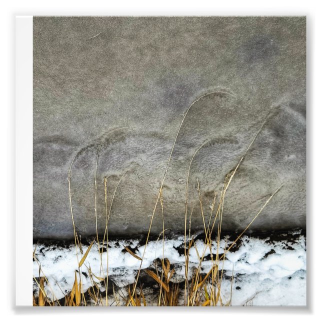 Impresión fotográfica de 6"x6" || Grasas En Hielo (Frente)