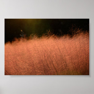 Impresión fotográfica de 6x4 Pink Muhly Jeju-do Co