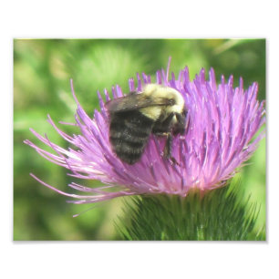 Impresión fotográfica de abeja y silbato