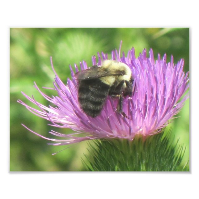 Impresión fotográfica de abeja y silbato (Frente)