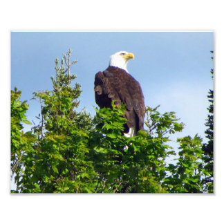 Impresión fotográfica de águila calva estadouniden