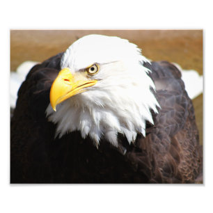 Impresión fotográfica de águila calva estadouniden