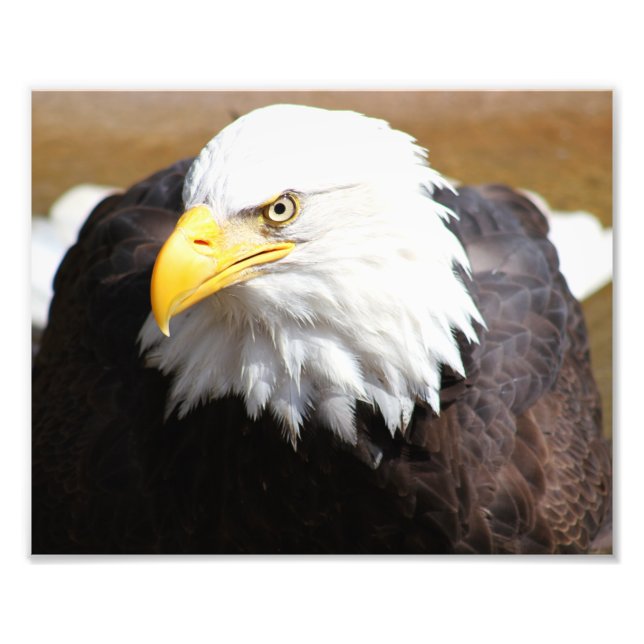 Impresión fotográfica de águila calva estadouniden (Frente)