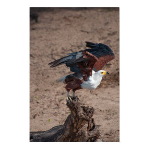Impresión fotográfica de alta calidad de águila de
