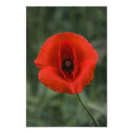 Impresión fotográfica de amapola floral Fotografía