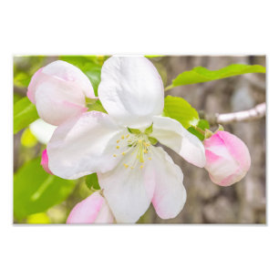 Impresión fotográfica de Apple Blossom
