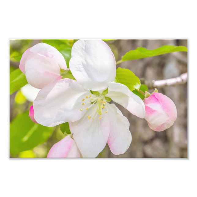 Impresión fotográfica de Apple Blossom (Frente)