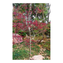 Impresión fotográfica de árbol de flor rosa