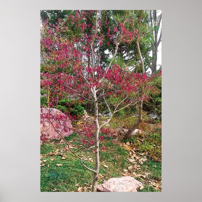 Impresión fotográfica de árbol de flor rosa (Frente)