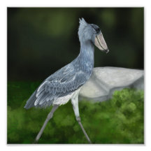 Impresión fotográfica de aves de la tienda Shoebil