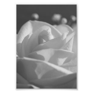 Impresión fotográfica de B&W en rosa blanca