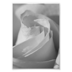 Impresión fotográfica de B&W en rosa blanca