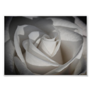 Impresión fotográfica de B&W en rosa blanca