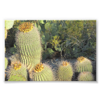 Impresión fotográfica de Barrel Cacti