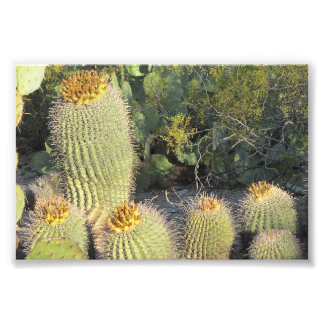Impresión fotográfica de Barrel Cacti (Frente)