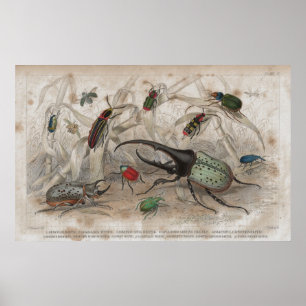 Impresión fotográfica de Beetle Antique