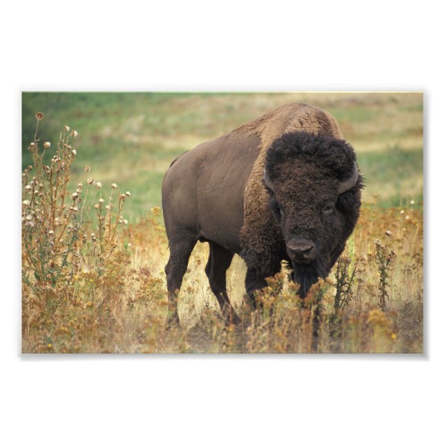 Impresión fotográfica de Bison American (Frente)