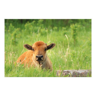 Impresión fotográfica de Bison Calf