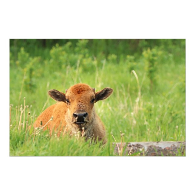 Impresión fotográfica de Bison Calf (Frente)