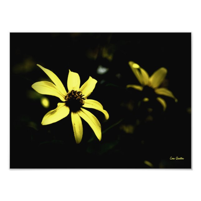 Impresión fotográfica de Black Eyed Susan-L (Frente)
