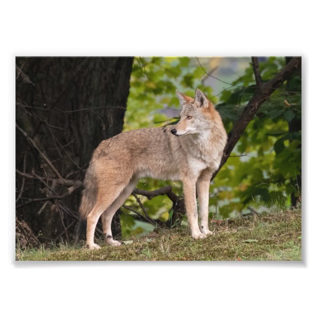 Impresión fotográfica de Bonito de Coyote (Frente)
