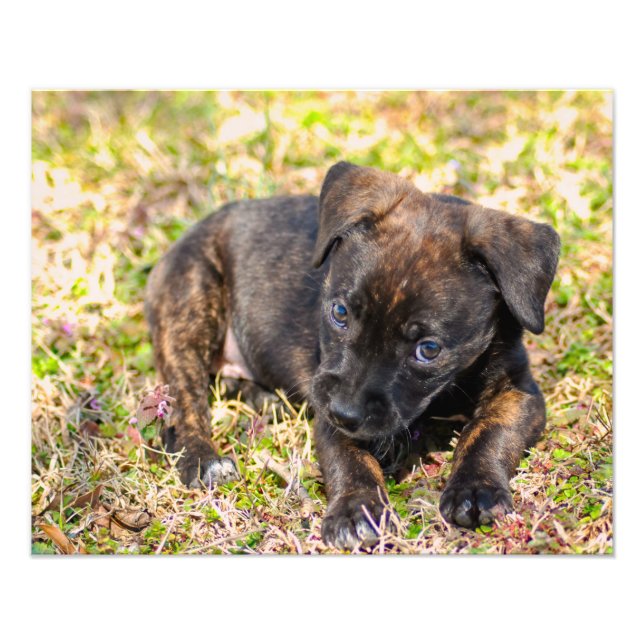 Impresión fotográfica de Brindle Innocent Puppy (Frente)