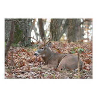 Impresión fotográfica de buck Deer Resting