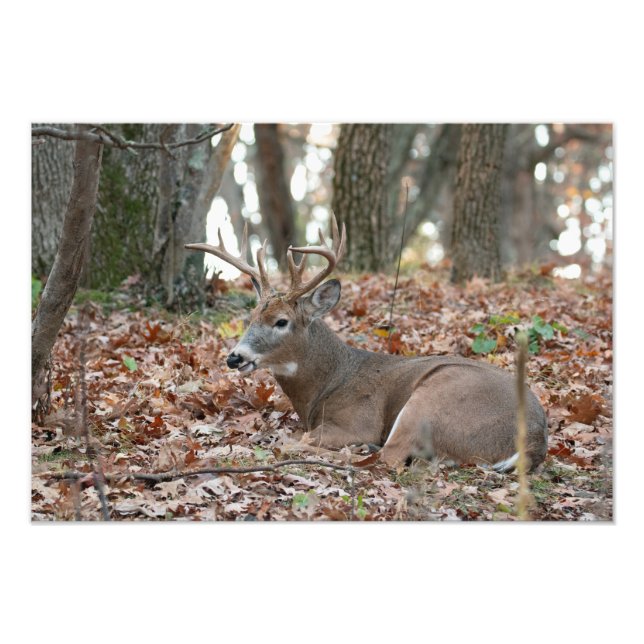 Impresión fotográfica de buck Deer Resting (Frente)