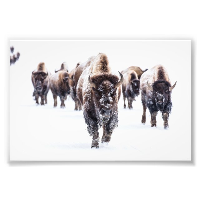 Impresión fotográfica de búfalos de Yellowstone (Frente)
