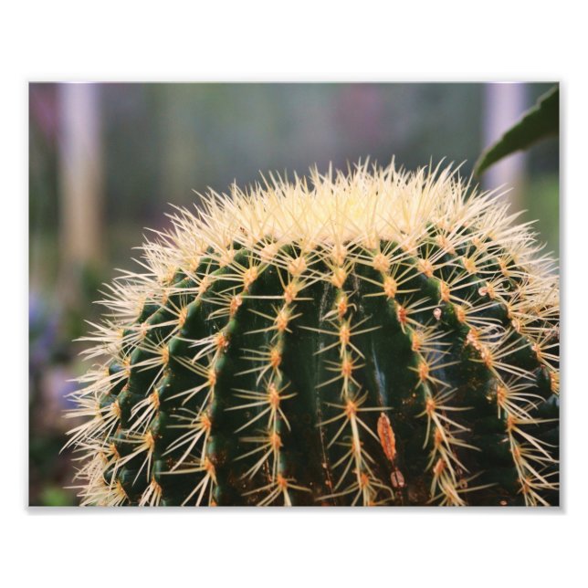 Impresión fotográfica de Cactus (Frente)