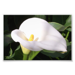 Impresión fotográfica de Cala Lily