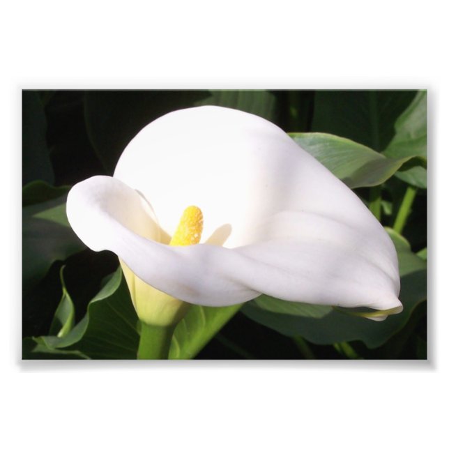 Impresión fotográfica de Cala Lily (Frente)
